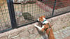 Hund Auri begleitet Zoomitarbeiterin Martina Paulsen immer bei der Arbeit und begrüßt dabei einige Tiere.