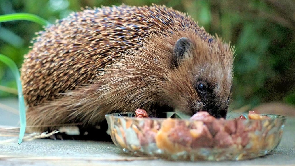 Igel vertragen am besten Feucht- und Trockenfutter für Katzen mit hohem Fleischanteil.