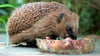 Igel vertragen am besten Feucht- und Trockenfutter für Katzen mit hohem Fleischanteil. 