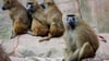 Die Pavian-Gruppe ist nach Angaben des Tiergartens zu groß für das Gehege geworden.