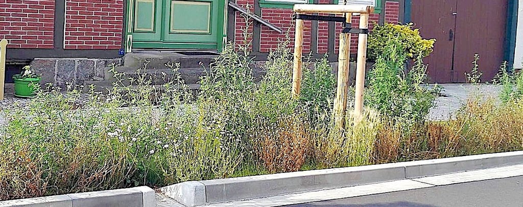 Rings um die neugepflanzten Bäume an der Cheinitzer Straße wuchert das Unkraut. Mähen ist wegen der Vertiefungen nur schwer möglich.