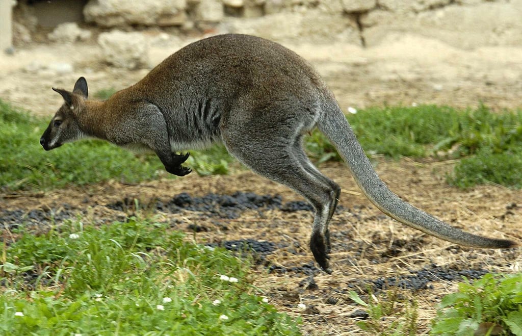 Zwei Kängurus wurden in Solingen geköpft - die Ermittler suchen nun einen unbekannten Tierquäler. (Symbolbild)