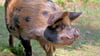 Die seltenen Kunekune-Schweine aus Neuseeland sind die neueste tierische Attraktion im Ascherslebner Zoo.