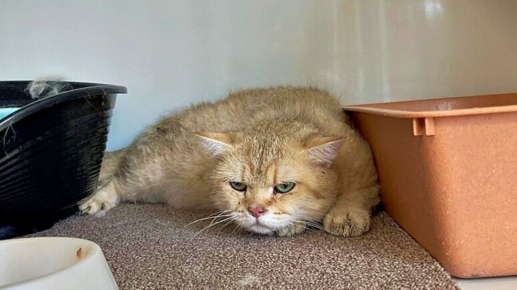 Insgesamt vier British-Kurzhaar-Katzen wurden am Zeitzer Tierheim ausgesetzt.