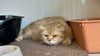 Insgesamt vier British-Kurzhaar-Katzen wurden am Zeitzer Tierheim ausgesetzt. 