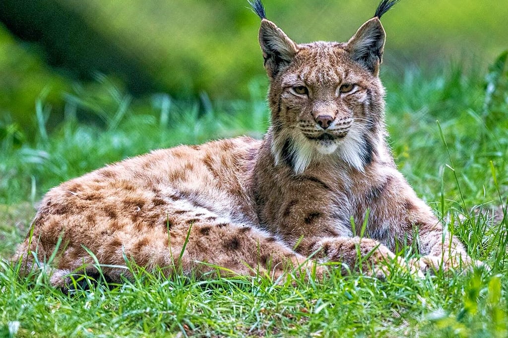 Im KlötzerTierpark soll Luchs ein neues zu Hause finden.