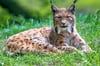 Im KlötzerTierpark soll Luchs ein neues zu Hause finden. 