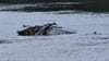 Ein Hubschrauber ist in den Fluss Mulde gestürzt.