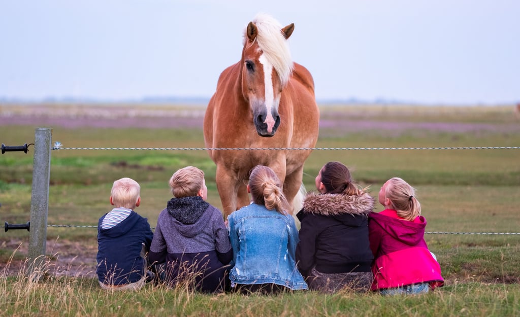 Ein Haflinger wie hier im Bild diente beim Reit- und Fahrverein Gardelegen zum Reiten und Voltigieren. Doch praktisch über Nacht ist Lotte aus dem Stall verschwunden. Jetzt wird sie gesucht.