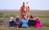 Ein Haflinger wie hier im Bild diente beim Reit- und Fahrverein Gardelegen zum Reiten und Voltigieren. Doch praktisch über Nacht ist Lotte aus dem Stall verschwunden. Jetzt wird sie gesucht.