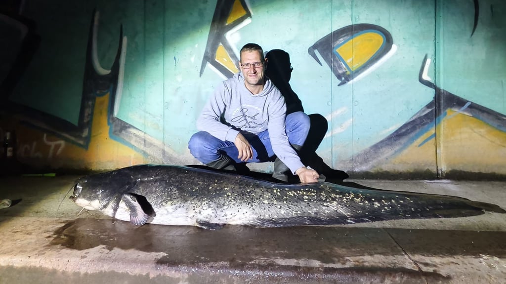 Dennes Kuhlemann mit dem Wels, den er in Magdeburg gefangen hatte: Der Fisch war 2,54 Meter lang und rund 100 Kilogramm schwer.