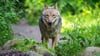 In Damerow bei Havelberg stand die Frage, ob ein Wolf ein Schaf gerissen hatte.