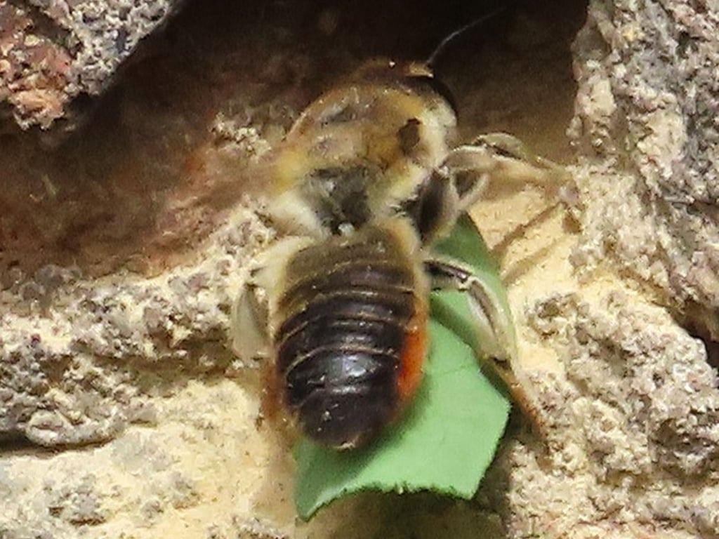 Eine Blattschneiderbiene trägt ihre Trophäe in ihren Bau. Fotografiert von Maria Kaul aus Wolferode.