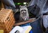 Waschbären gehören zu den Wildtieren, die sich immer öfter auch in Wohngebieten ansiedeln.