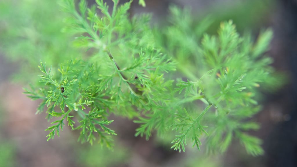 Colakraut ist eine Varietät der Eberraute. Ihr herbes, leicht zitroniges Aroma erinnert geschmacklich entfernt an Cola.