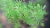 Colakraut ist eine Varietät der Eberraute. Ihr herbes, leicht zitroniges Aroma erinnert geschmacklich entfernt an Cola.