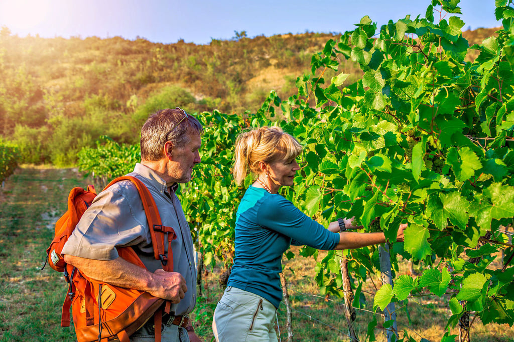 Am Wochenende öffnen Saale-Unstrut-Winzer ihre Weinberge und -keller für interessierte Besucher.