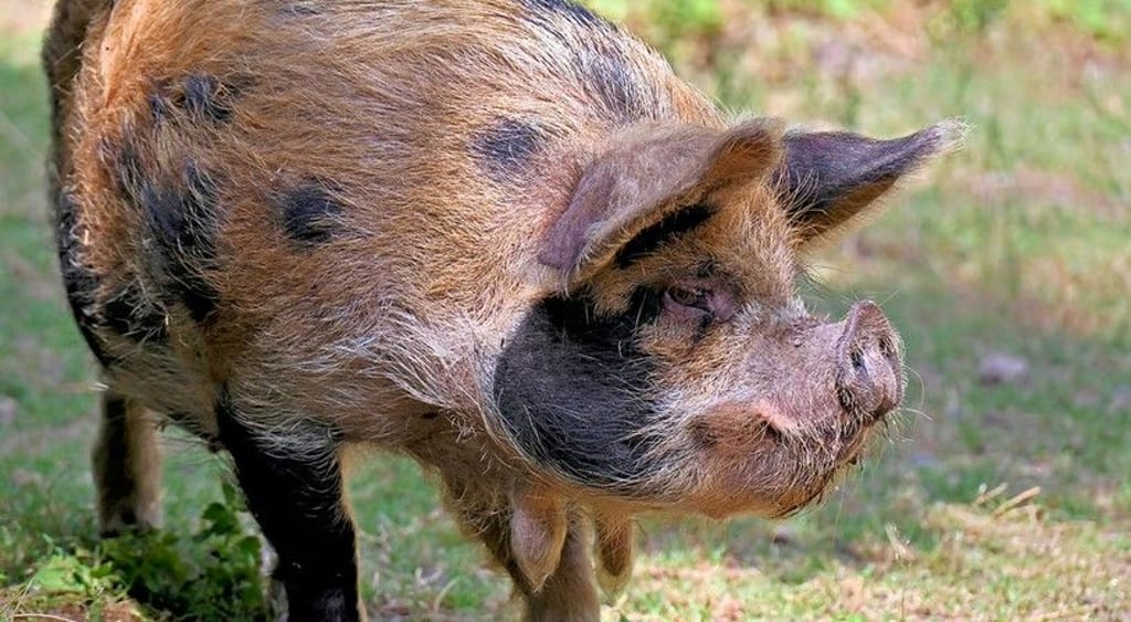 Die seltenen Kunekune-Schweine aus Neuseeland sind die neueste tierische Attraktion im Ascherslebener Zoo.