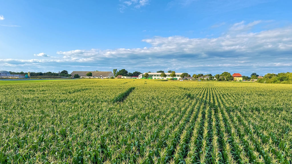 Blick von der Aussichtsplattform über das Maislabyrinth in Rackith: Zwischen den dicht stehenden Pflanzen verstecken sich verzweigte Irrwege.