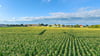 Blick von der Aussichtsplattform über das Maislabyrinth in Rackith: Zwischen den dicht stehenden Pflanzen verstecken sich verzweigte Irrwege. 