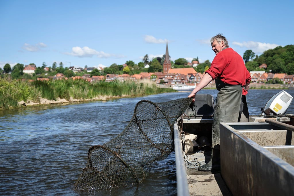 Echte Handarbeit mit Netzen, die schon sein Vater ausgeworfen hat. Eckhard Panz ist einer der letzten Berufsfischer auf der Elbe.