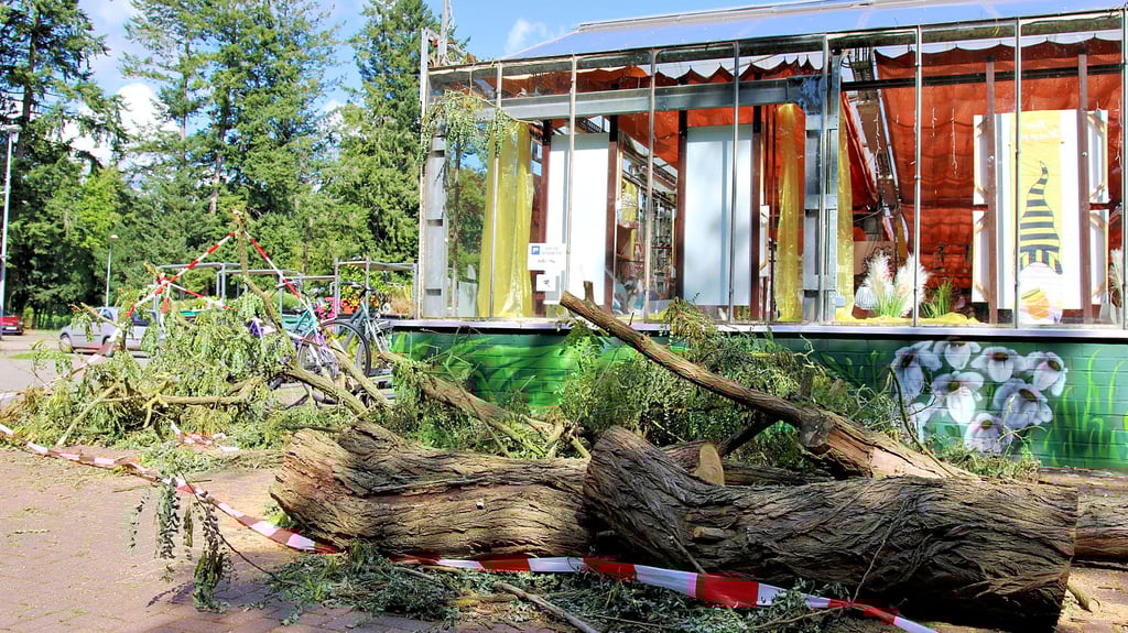 Ein Baum, der im September 2024 auf dem Gelände der Deutschen Bahn markiert wurde, um gefällt zu werden, ist in die Glasscheiben des Gartencenter „Am Friedhof“ in der Borghardtstraße in Stendal gekippt.