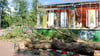 Ein Baum, der im September 2024 auf dem Gelände der Deutschen Bahn markiert wurde, um gefällt zu werden, ist in die Glasscheiben des Gartencenter „Am Friedhof“ in der Borghardtstraße in Stendal gekippt.