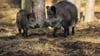 Wildschweine im Warburgkreis mit Tuberkulose infiziert (Symbolbild)