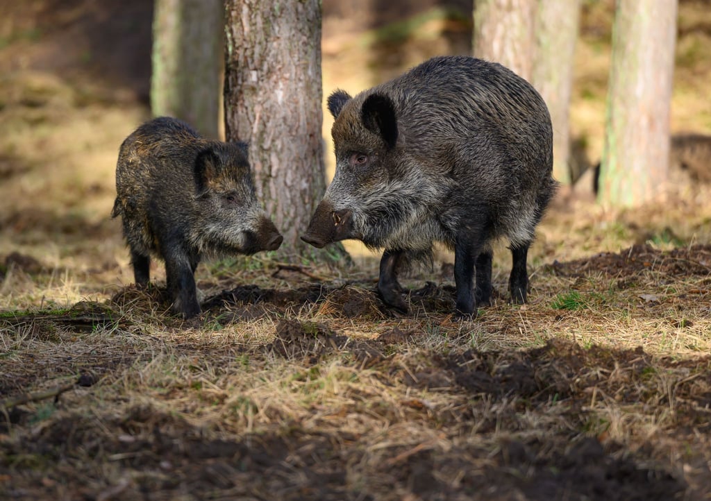 Wildschweine im Warburgkreis mit Tuberkulose infiziert (Symbolbild)