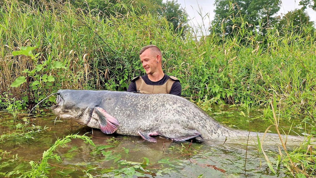 Daniel Krieger zieht einen dicken Fisch an Land: einen mehr als zwei Meter großen Wels. Ähnlich imposante Bilder sind auf seinem Instagramprofil @apollo_fishing zu finden.