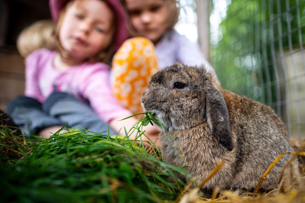 In Zoo Magdeburger können Kinder in den Ferien einen Haustierführerschein machen und so spielerisch erfahren, welche Verantwortung ein Haustier mit sich bringt - vom Umgang mit Kaninchen bis zur Pflege exotischer Schnecken.
