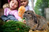 In Zoo Magdeburger können Kinder in den Ferien einen Haustierführerschein machen und so spielerisch erfahren, welche Verantwortung ein Haustier mit sich bringt - vom Umgang mit Kaninchen bis zur Pflege exotischer Schnecken.  