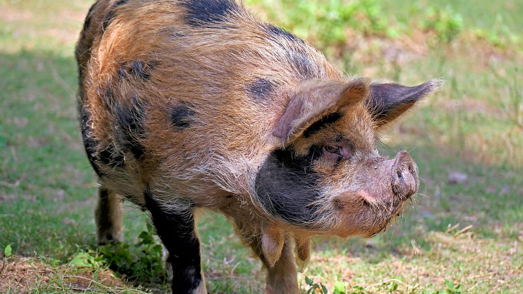 Die seltenen Kunekune-Schweine aus Neuseeland sind die neueste tierische Attraktion im Ascherslebener Zoo.