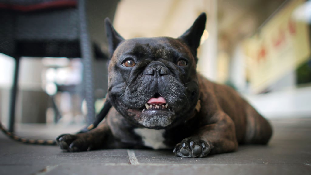 Treibt ein Hundehasser in Wernigerode sein Unwesen? Eine Französische Bulldogge musste nach einem mutmaßlichen Giftköder-Vorfall in der Harz-Stadt eingeschläfert werden.