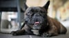 Treibt ein Hundehasser in Wernigerode sein Unwesen? Eine Französische Bulldogge musste nach einem mutmaßlichen Giftköder-Vorfall in der Harz-Stadt eingeschläfert werden.