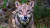 Höchstwahrscheinlich ein Wolf hat in den Niederlanden ein Kind angegriffen und weggeschleift (Symbolbild).