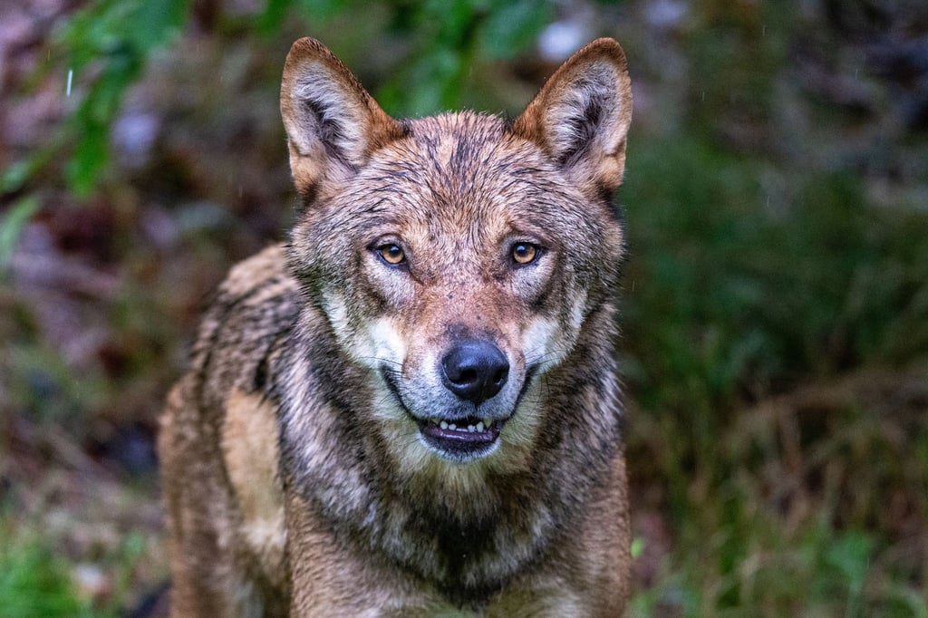 Höchstwahrscheinlich ein Wolf hat in den Niederlanden ein Kind angegriffen und weggeschleift (Symbolbild).