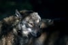 Ein junger Wolf.