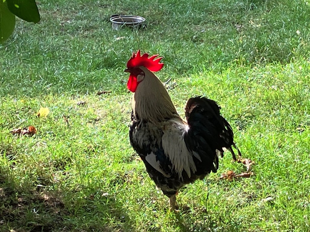 Beim Lindenfest in Bösenrode gibt es am Sonntag ein Hähnekrähen.