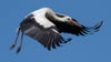 Der Storch machte sich auf und davon. (Symbolbild)