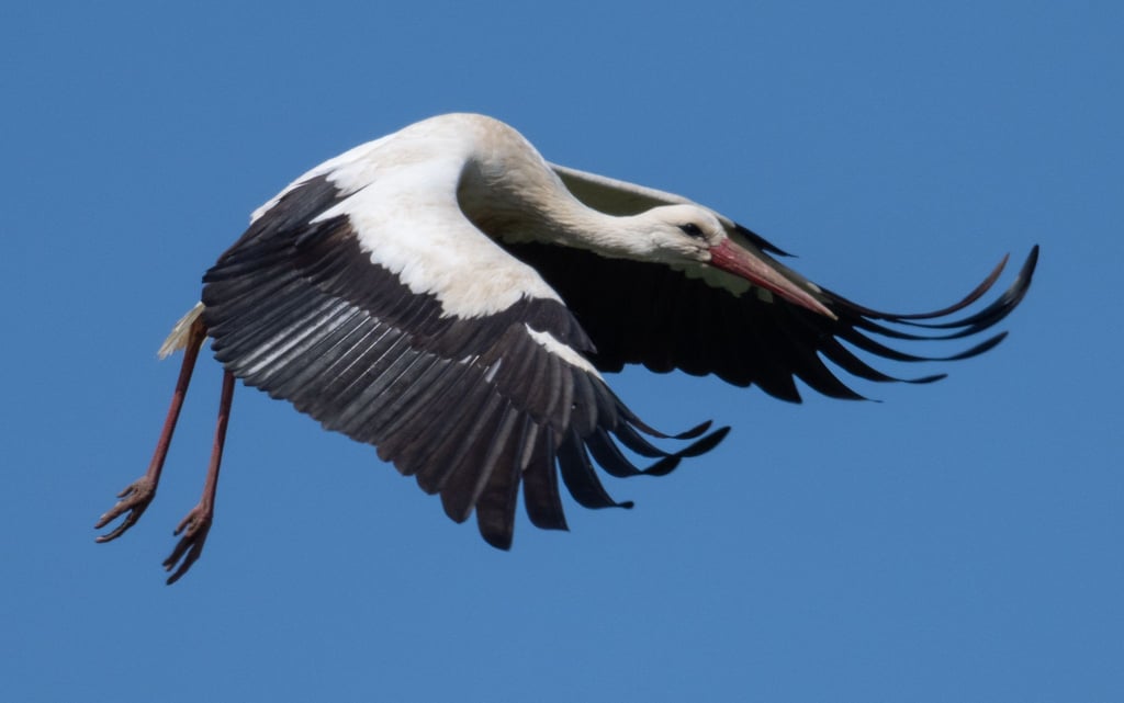 Der Storch machte sich auf und davon. (Symbolbild)