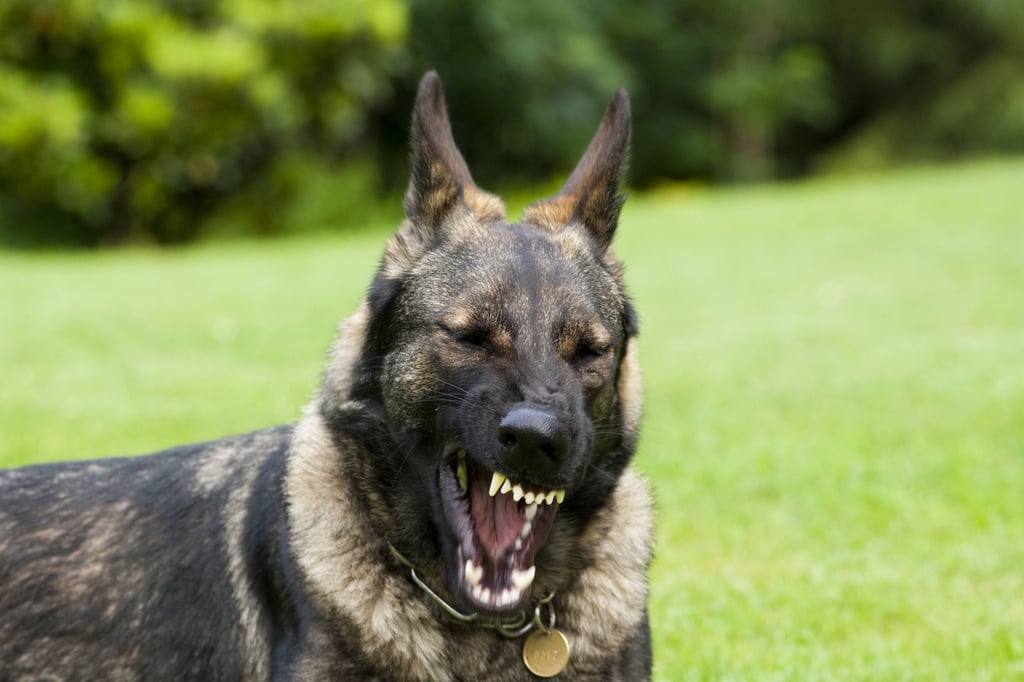 Ein Schäferhund hat am Samstag in Naumburg eine Passantin angegriffen und verletzt.