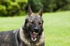 Ein Schäferhund hat am Samstag in Naumburg eine Passantin angegriffen und verletzt.  