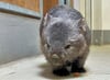 Wombat Cody wurde tot in seiner selbstgegrabenen Höhle auf der Freianlage im Zoo Halle aufgefunden. 