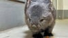 Wombat Cody wurde tot in seiner selbst gegrabenen Höhle auf der Freianlage im Zoo Halle aufgefunden.