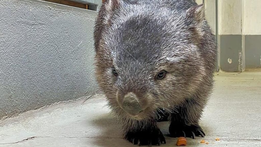 Wombat Cody wurde tot in seiner selbst gegrabenen Höhle auf der Freianlage im Zoo Halle aufgefunden.