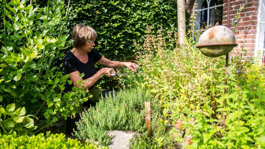 Internationale Kräuter sorgen für Abwechslung im Garten - und in der Küche.
