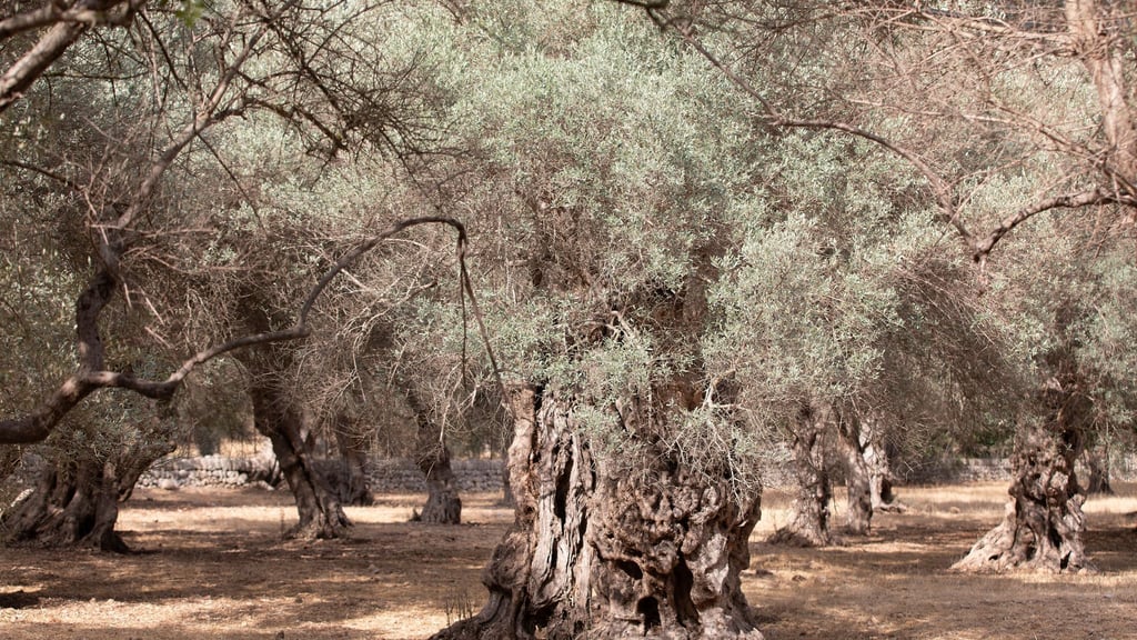 Wassermangel im Sommer ist auf Mallorca nichts Neues. (Archivfoto)