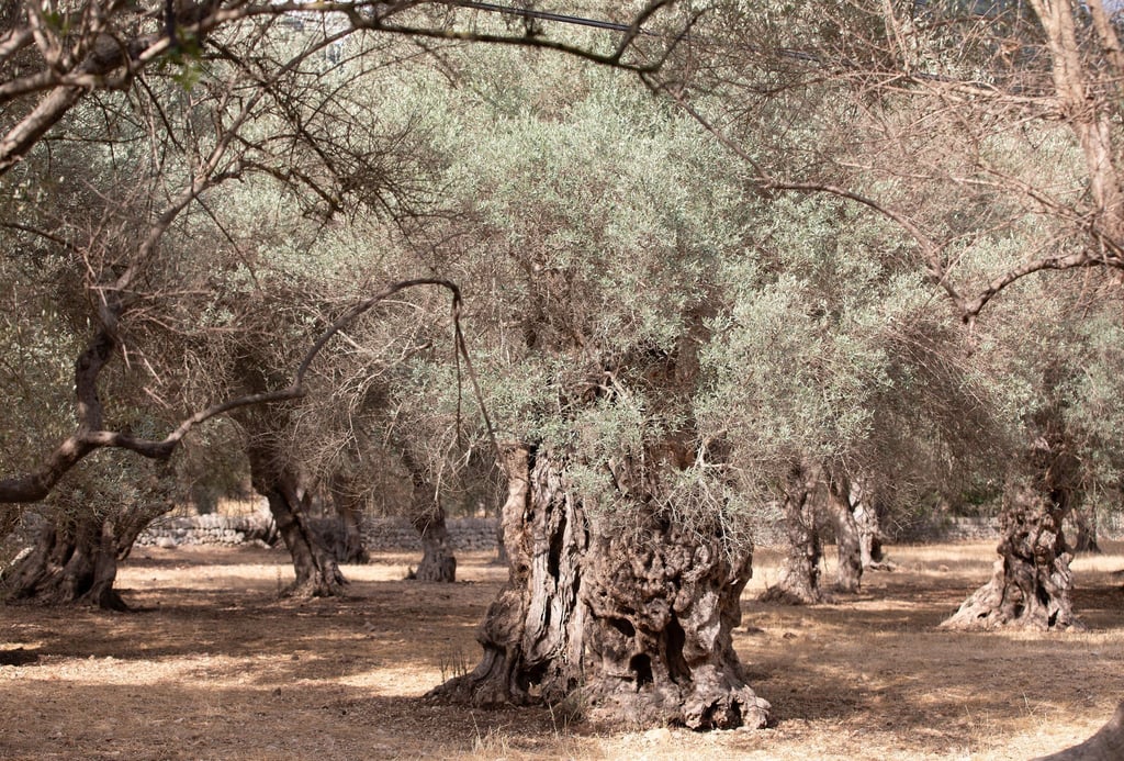 Wassermangel im Sommer ist auf Mallorca nichts Neues. (Archivfoto)
