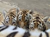 Die Tigerbabys im Zoo Magdeburg sorgen für Aufregung. Doch auch andere Tiere haben Nachwuchs bekommen.